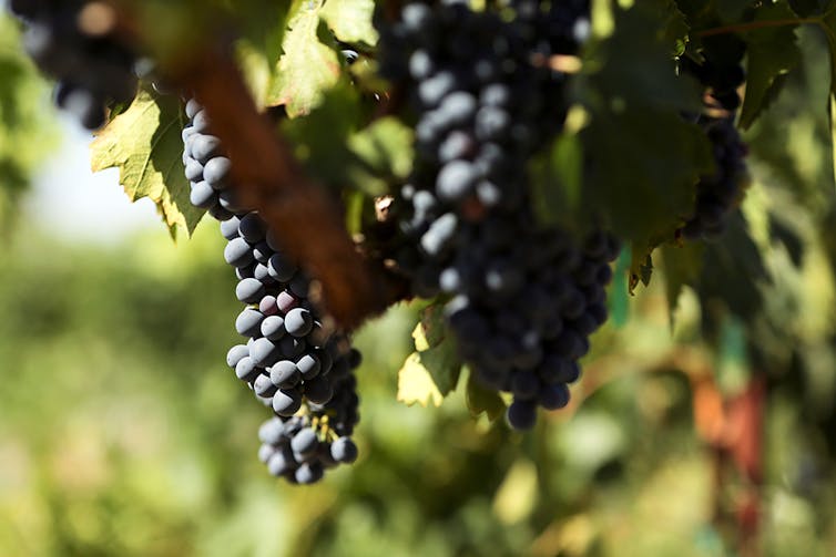 Should California winemakers be worried about China's tariffs?