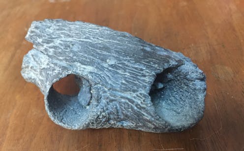 La Taphonomie Qu Est Ce Que C Est