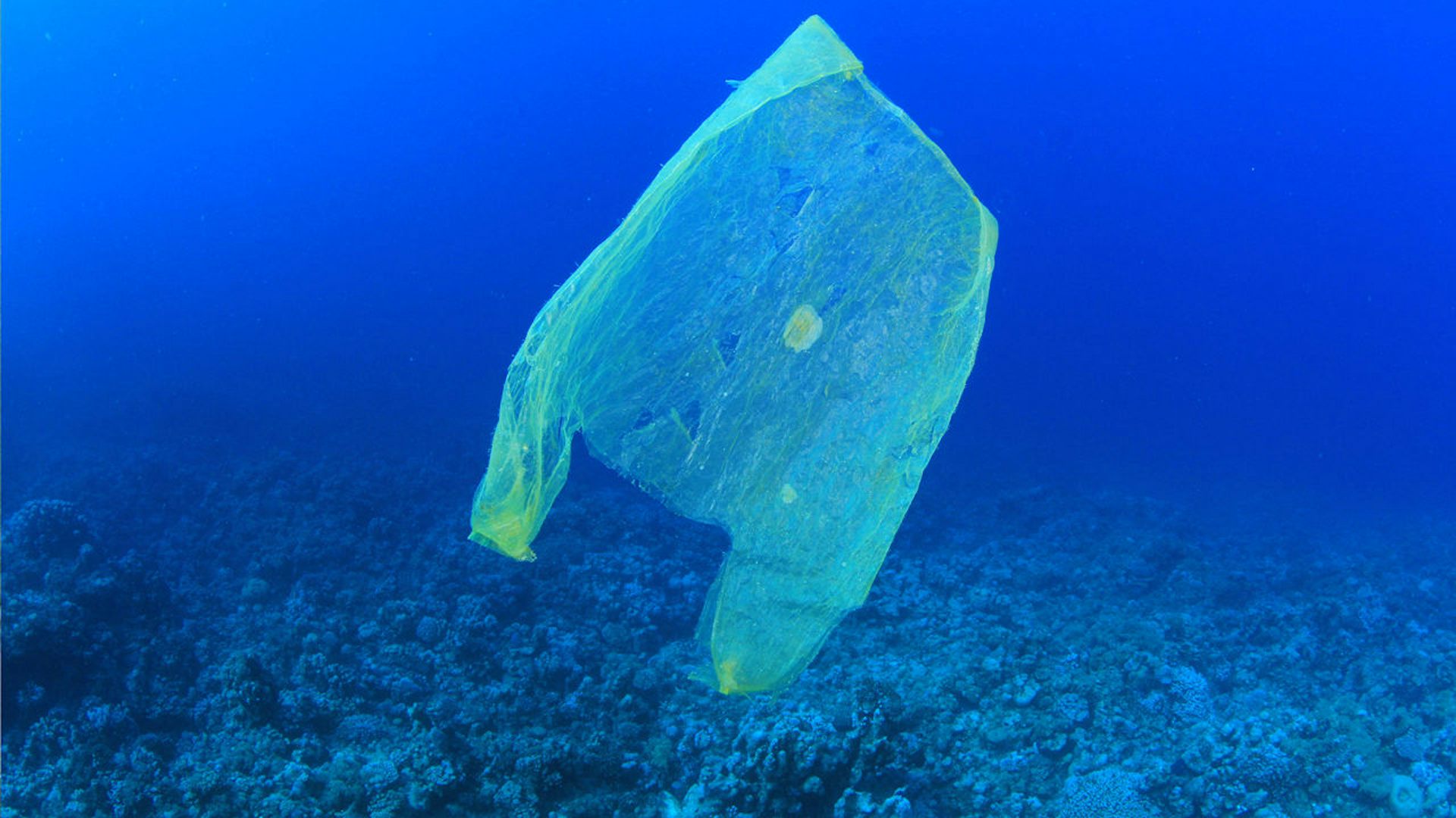 boycott plastic bolsas