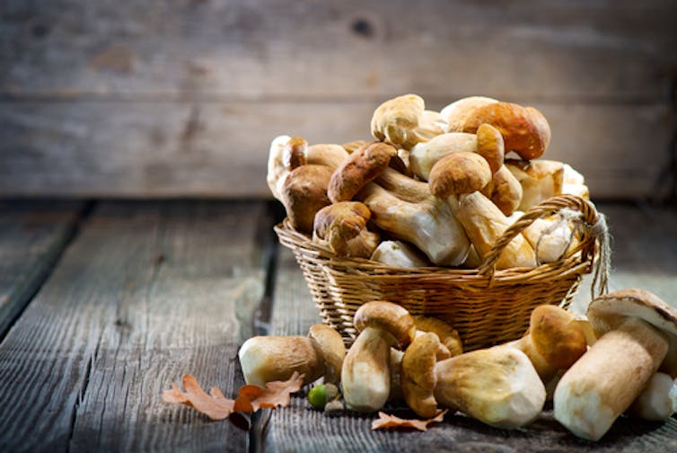 How the Lowly Mushroom Is Becoming a Nutritional Star