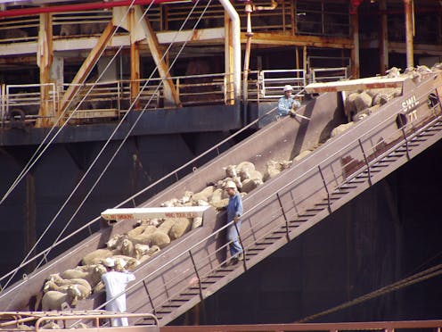 Live sheep exports tarnish Australia's reputation and should be stopped