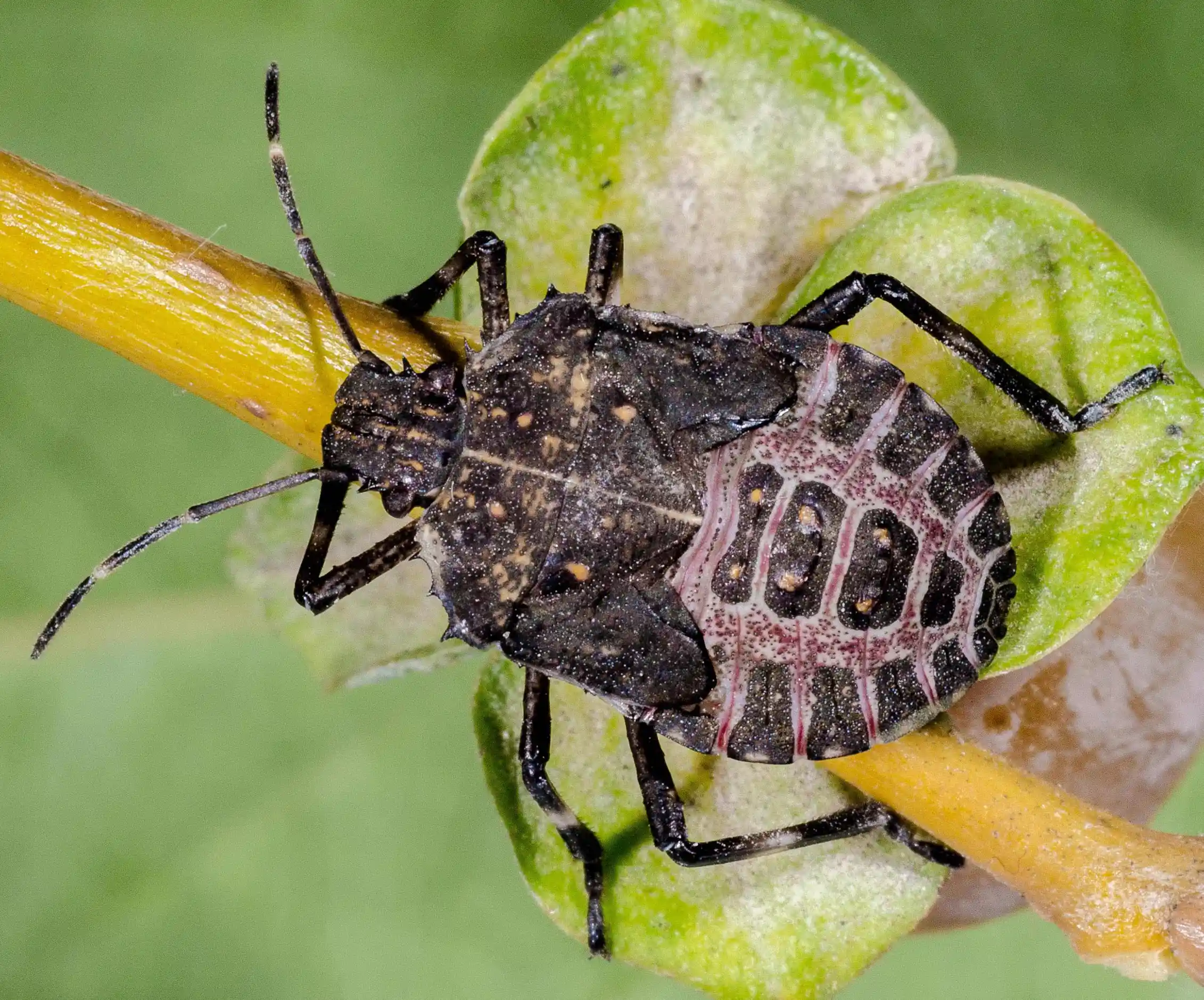 Devil Bug Insect The city-loving ‘devil bug’ lands in Paris… and continues its march ...