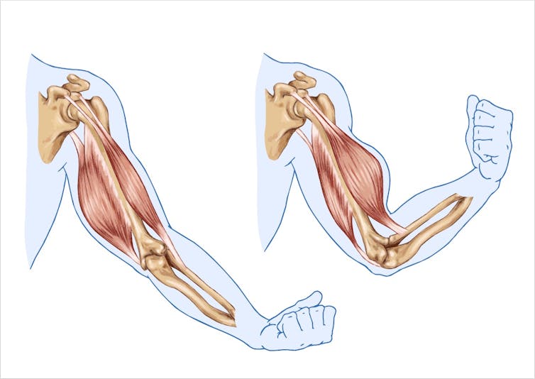 When we tense our muscles a message is sent to the spinal cord for the muscles to relax. 