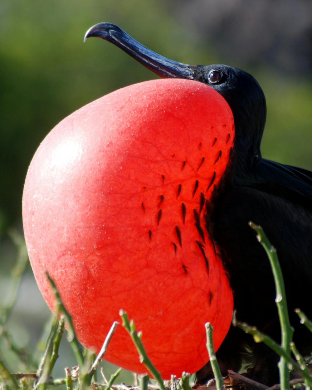 Australian endangered species Christmas Island Frigatebird Australian endangered species Christmas Island Frigatebird