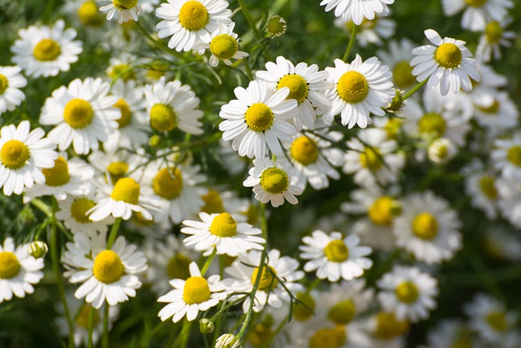 Medicinal Uses of Chamomile Tea