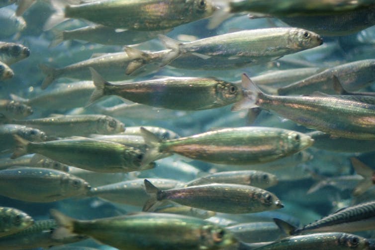 Climate Change Could Alter Ocean Food Chains, Leading to Far Fewer Fish in the Sea Climate Change Could Alter Ocean Food Chains, Leading to Far Fewer Fish in the Sea