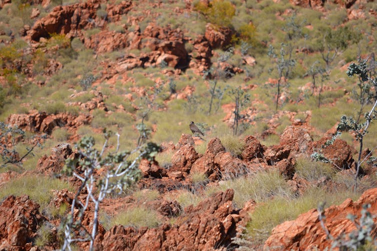 How the Pilbara was formed more than 3 billion years ago