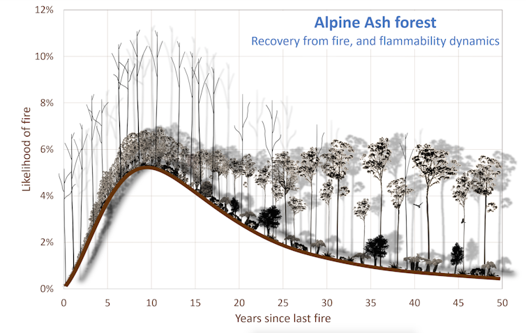 Contrary to common belief, some forests get more fire-resistant with age