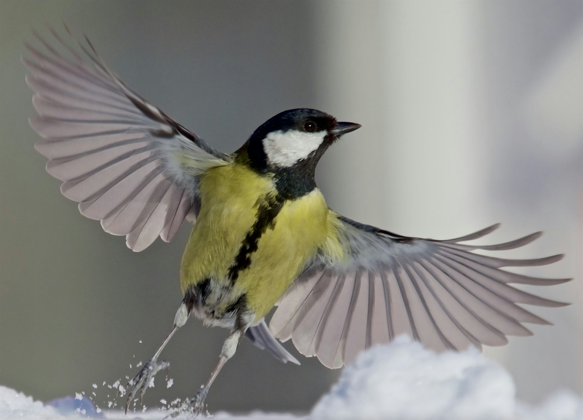 Delighted Discoveries: 7 Powerful Backyard Birds Thriving In Salt Lake City