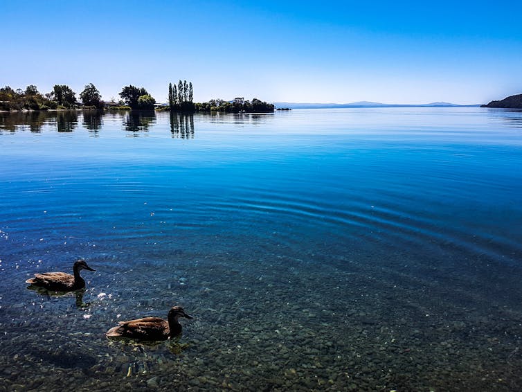 Six ways to improve water quality in New Zealand's lakes and rivers