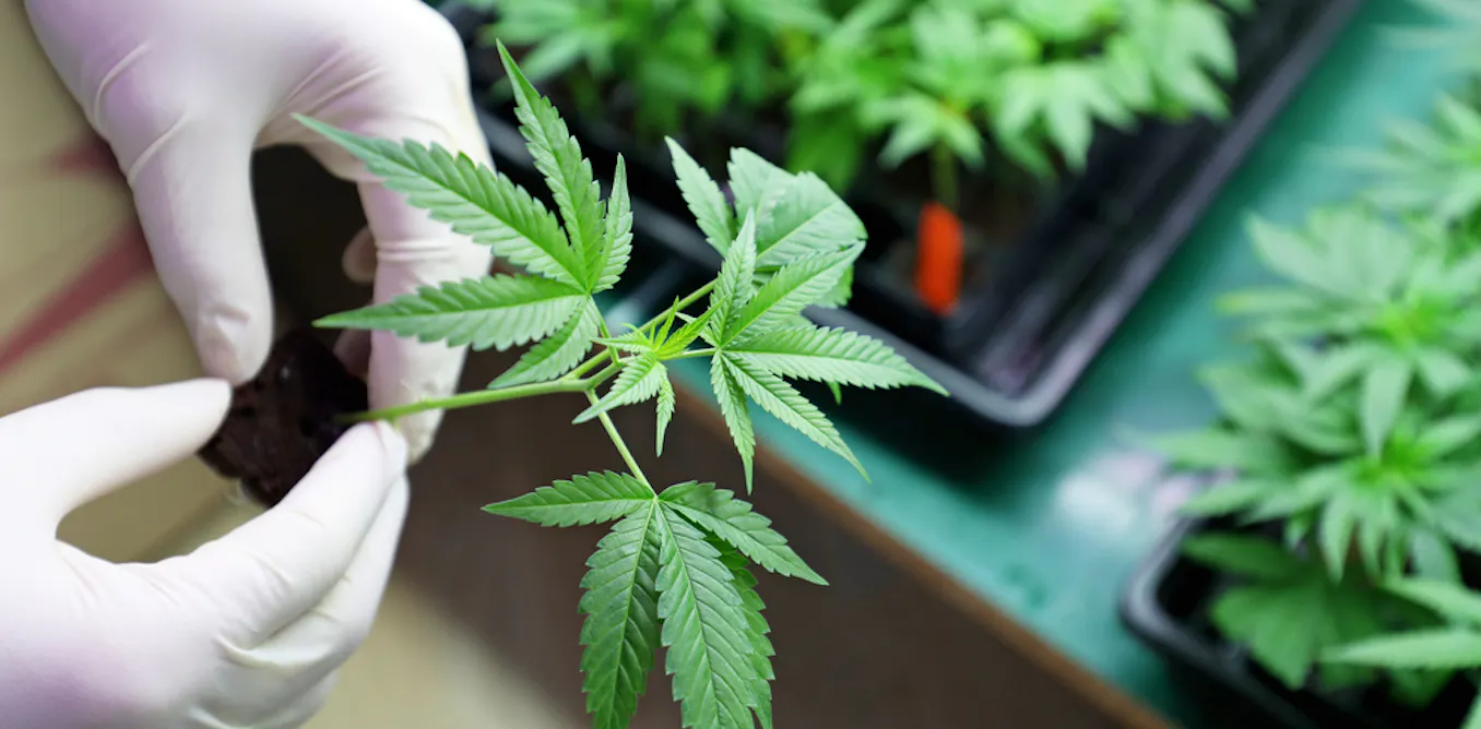 Buy Marijuana Online Australia