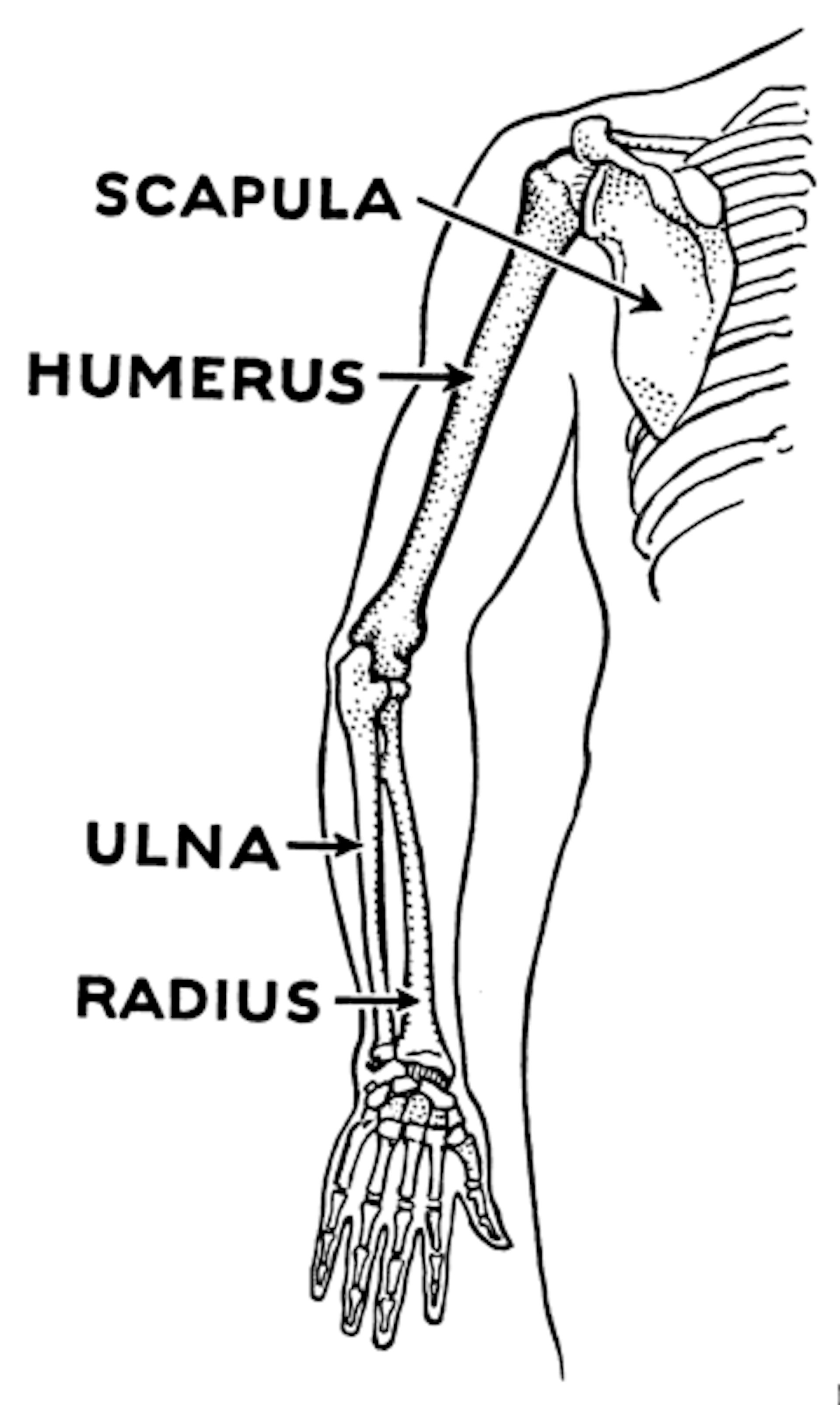 Explainer: What Is The Funny Bone?