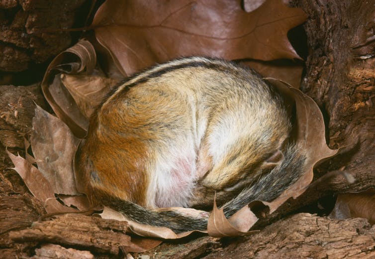 Dormant cancer cells share some similarities with hibernating animals. 