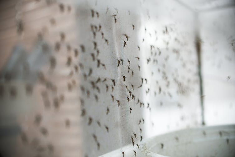 Why Kenya Isn’t Winning the War Against Malaria in Some Counties Why Kenya Isn’t Winning the War Against Malaria in Some Counties