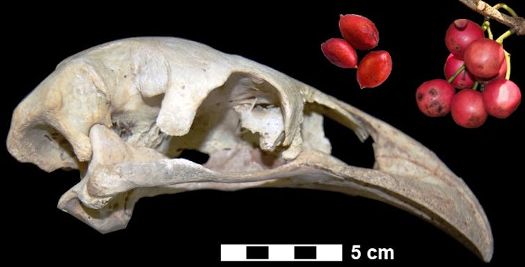 Despite living amongst plants with large seeds, extinct giant moa dispersed only tiny seeds