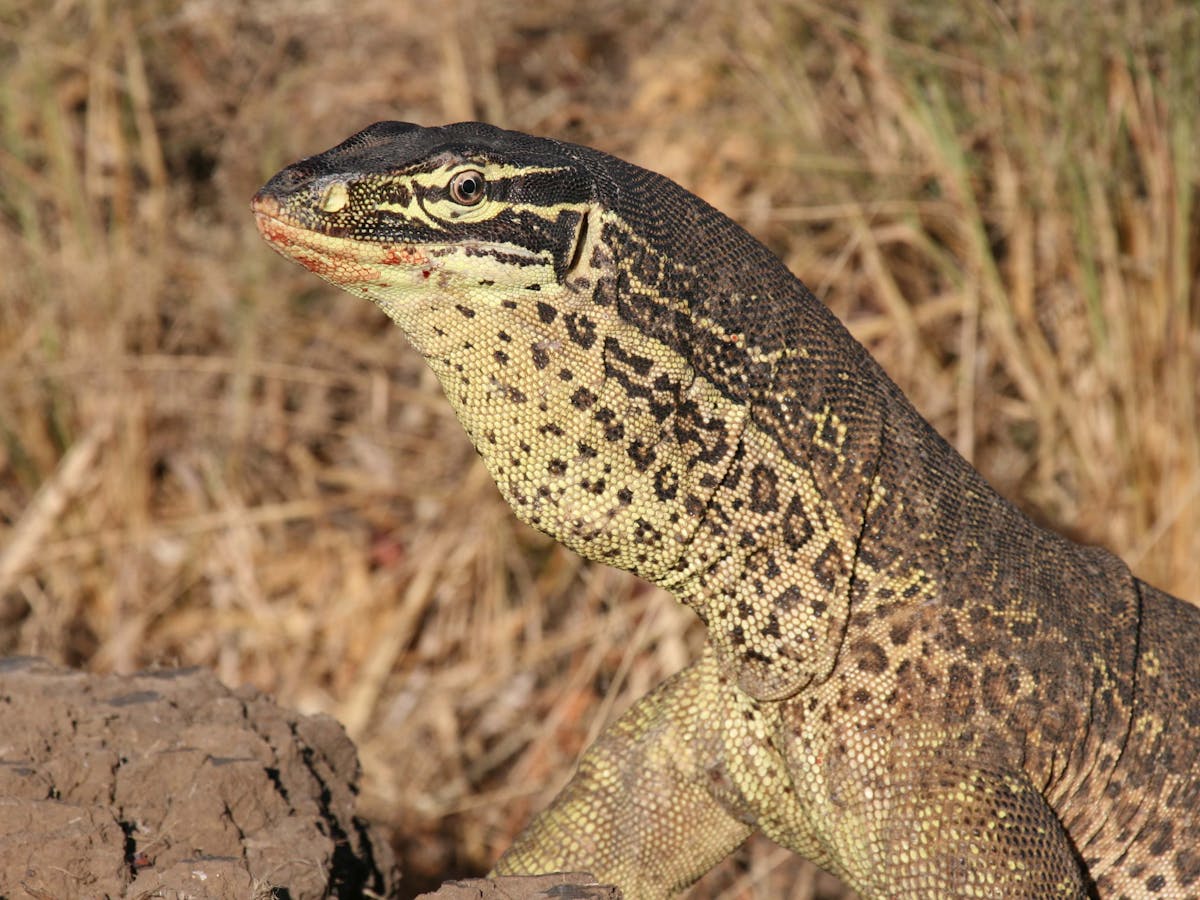 Australia S Reptiles May Be Spreading Rat Poison Through The Food
