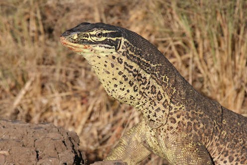 Australia's reptiles may be spreading rat poison through the food chain