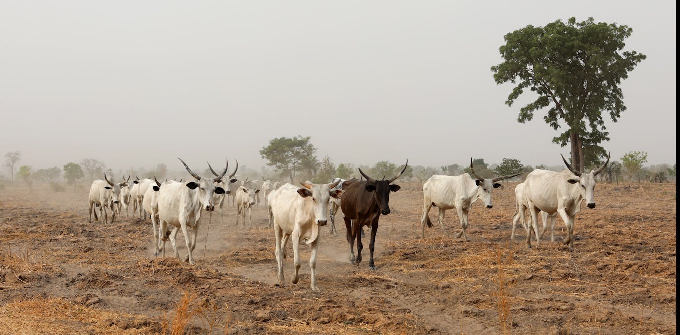 Au Nigeria, sous les conflits « ethniques », une crise environnementale sans précédent