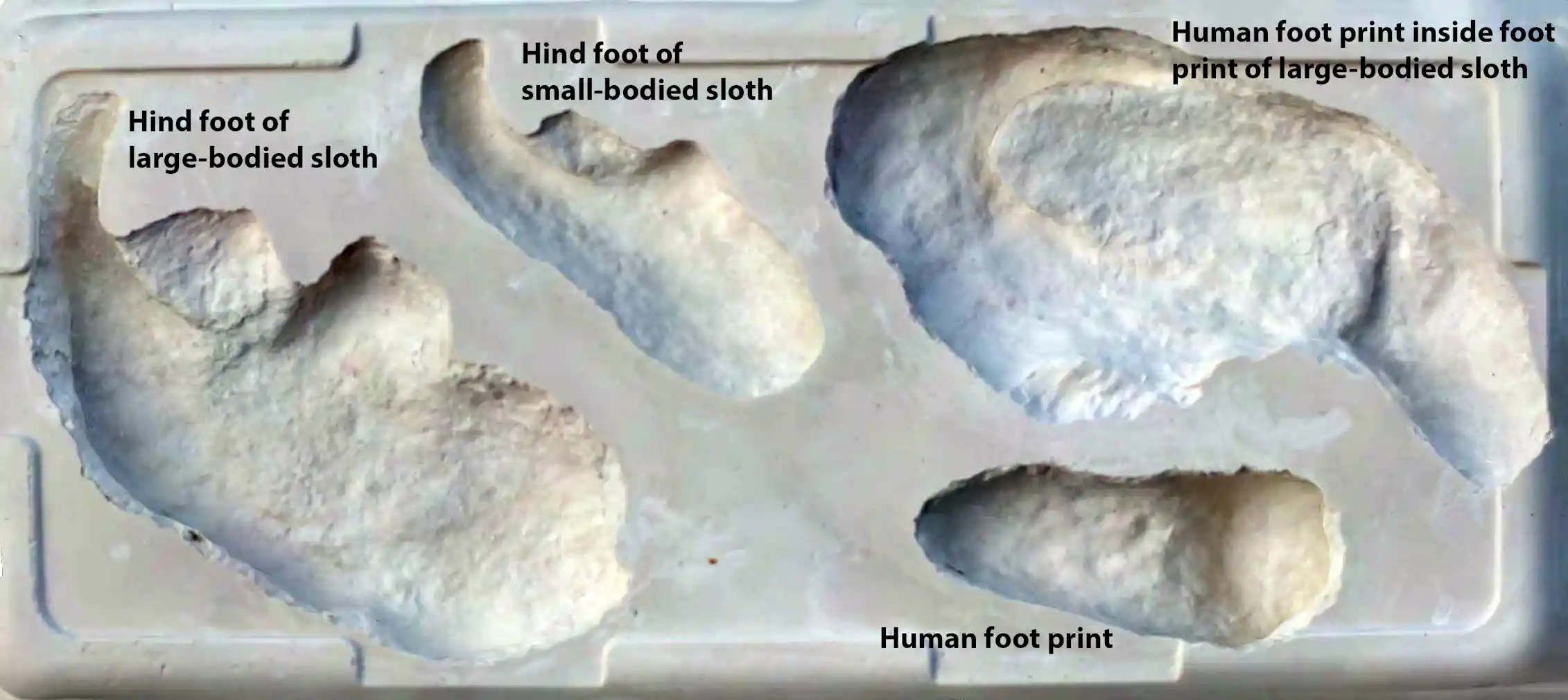How to hunt a giant sloth – according to ancient human footprints