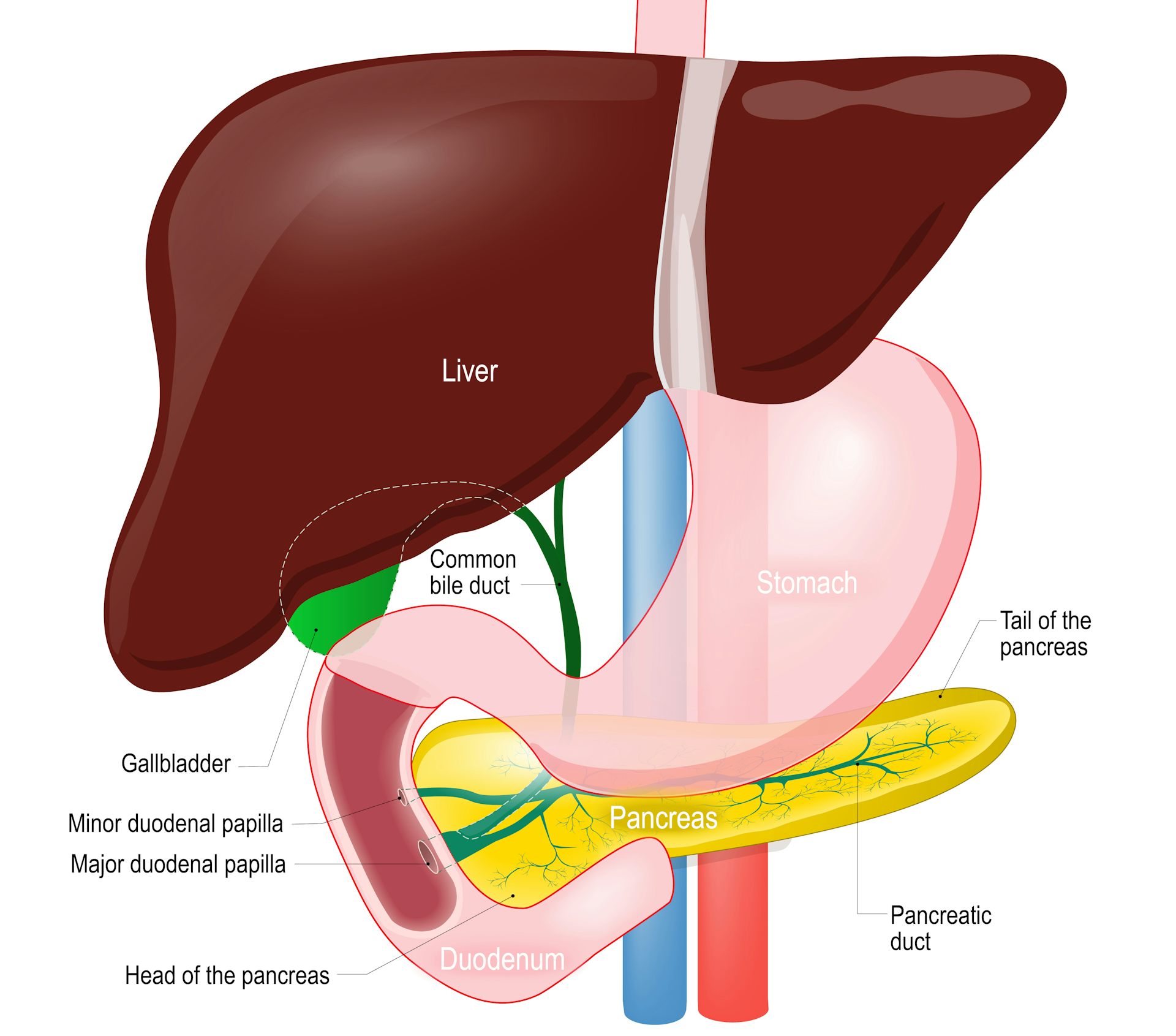 How Live Liver Transplants Could Save Thousands Of Lives   File 20180423 94154 1huzqze 