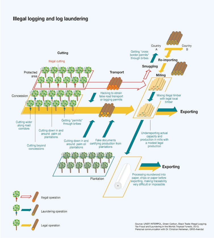 Global timber trafficking harms forests and costs billions of dollars – here's how to curb it