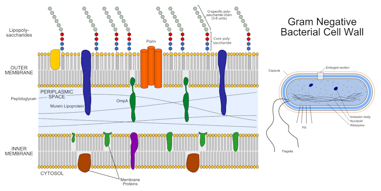 Why are some _E. coli_ deadly while others live peacefully within our bodies?