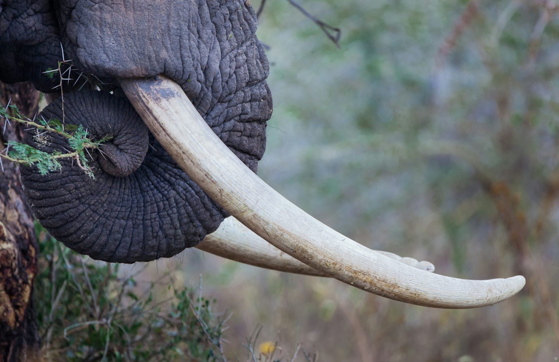 How To Overcome Fierce Debates About Banning All Trade In Ivory   File 20180424 57578 1cprbn1 