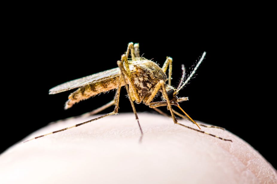 Scientists Design a Novel Formula That Repels and Kills Mosquitoes Scientists Design a Novel Formula That Repels and Kills Mosquitoes