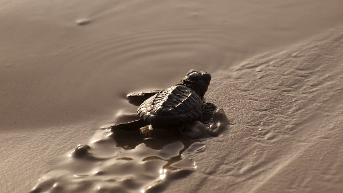 Beaches Are Becoming Safer For Baby Sea Turtles But Threats Await Them In The Ocean Beaches Are Becoming Safer For Baby Sea Turtles But Threats Await Them In The Ocean