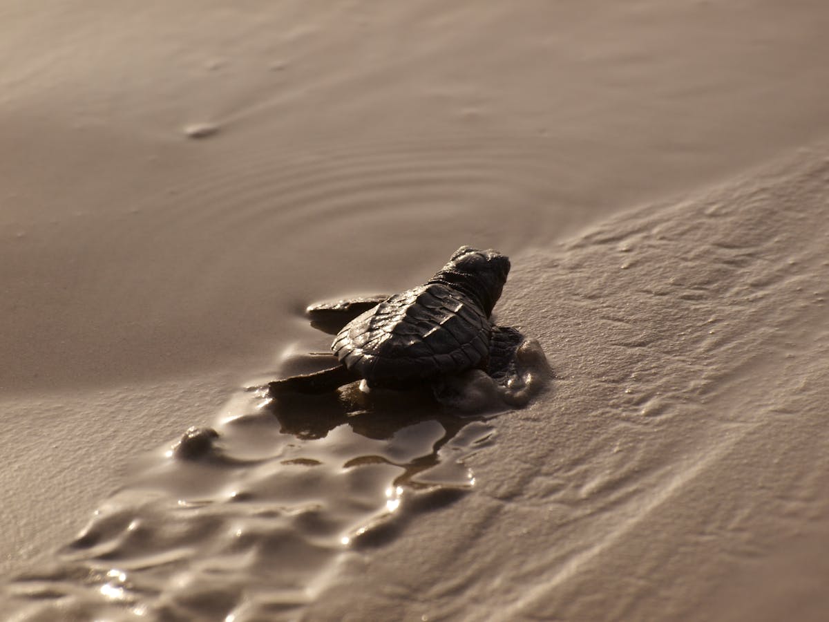 Beaches are becoming safer for baby sea turtles, but threats await them in  the ocean