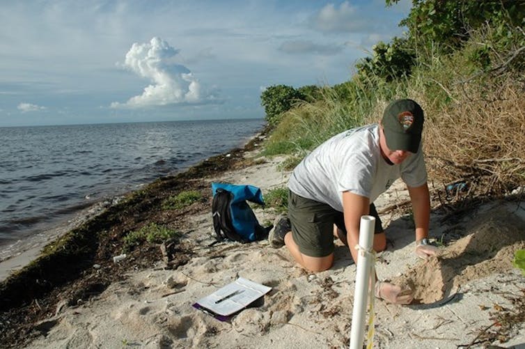 Beaches are becoming safer for baby sea turtles, but threats await them in the ocean