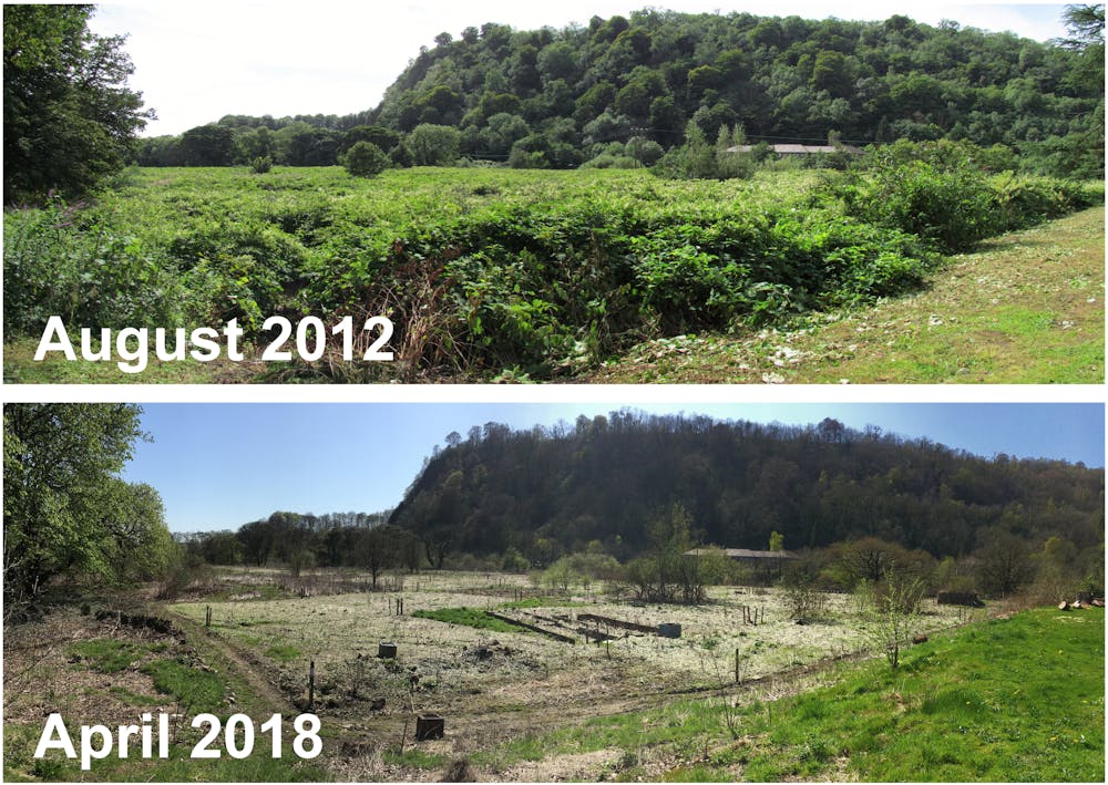 We've found the best way to control Japanese knotweed