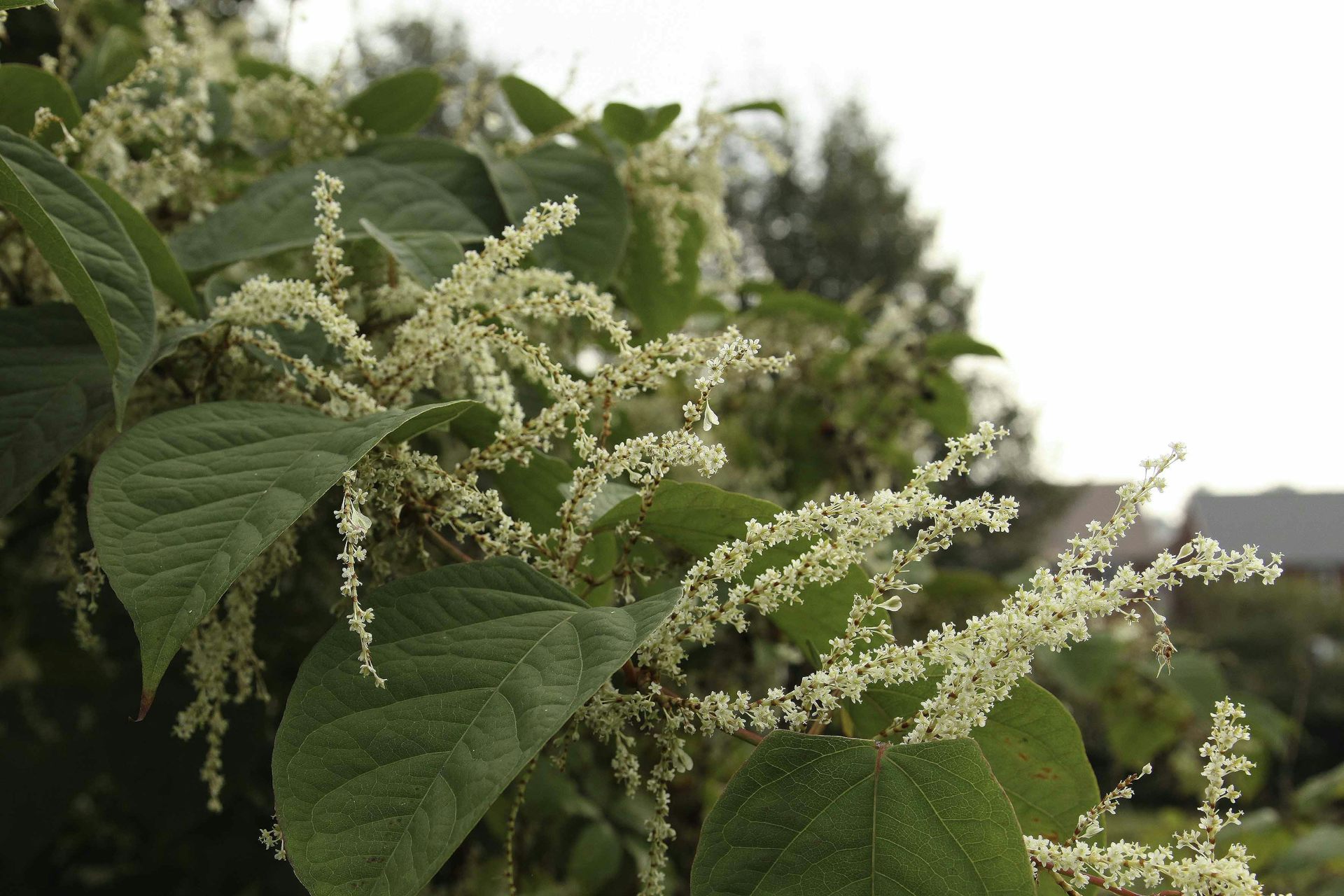 We've Found The Best Way To Control Japanese Knotweed