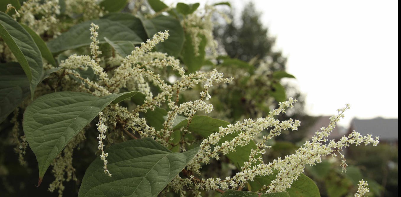 We’ve found the best way to control Japanese knotweed
