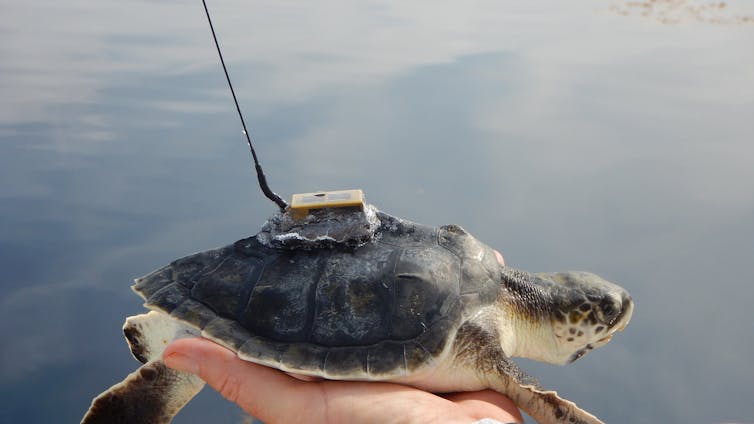 Beaches are becoming safer for baby sea turtles, but threats await them in the ocean