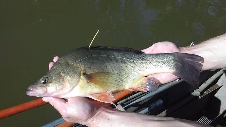 It will take decades, but the Murray Darling Basin Plan is delivering environmental improvements