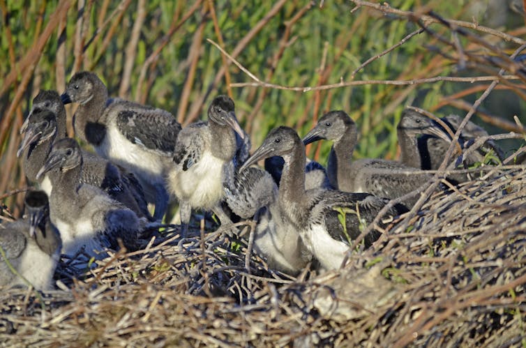 It will take decades, but the Murray Darling Basin Plan is delivering environmental improvements