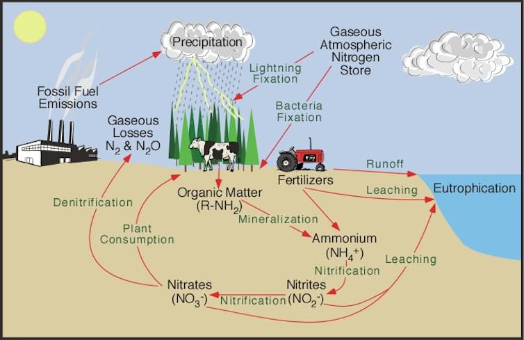 Nitrogen from rock could fuel more plant growth around the world – but not enough to prevent climate change