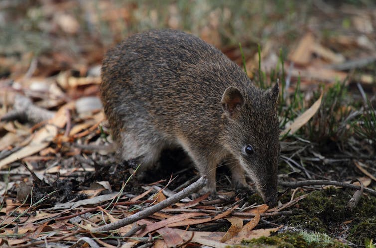 bandicoots live among us in Melbourne