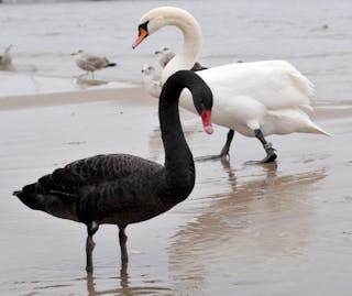 swans other deviations: evolution, all scientific theories are a work in progress