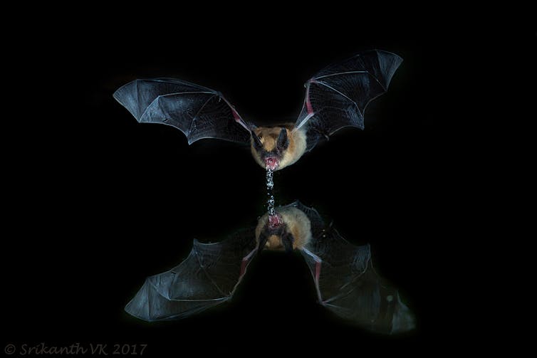 Bat in flight over water