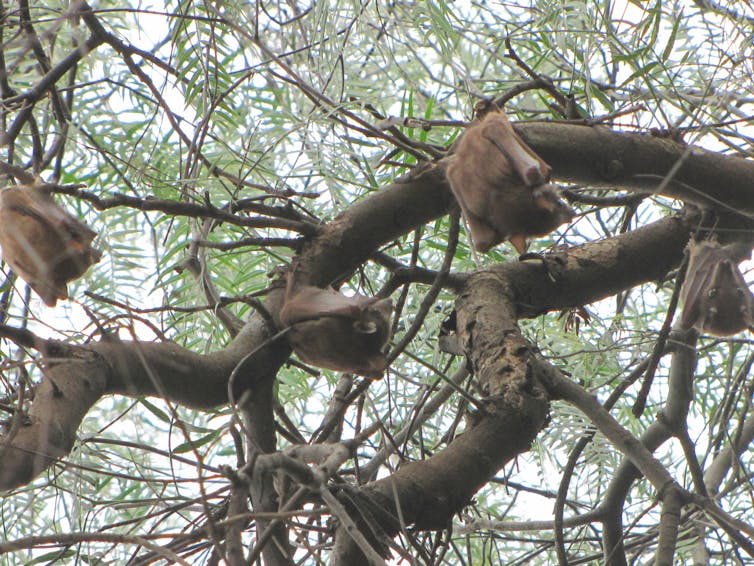 Bats in tree