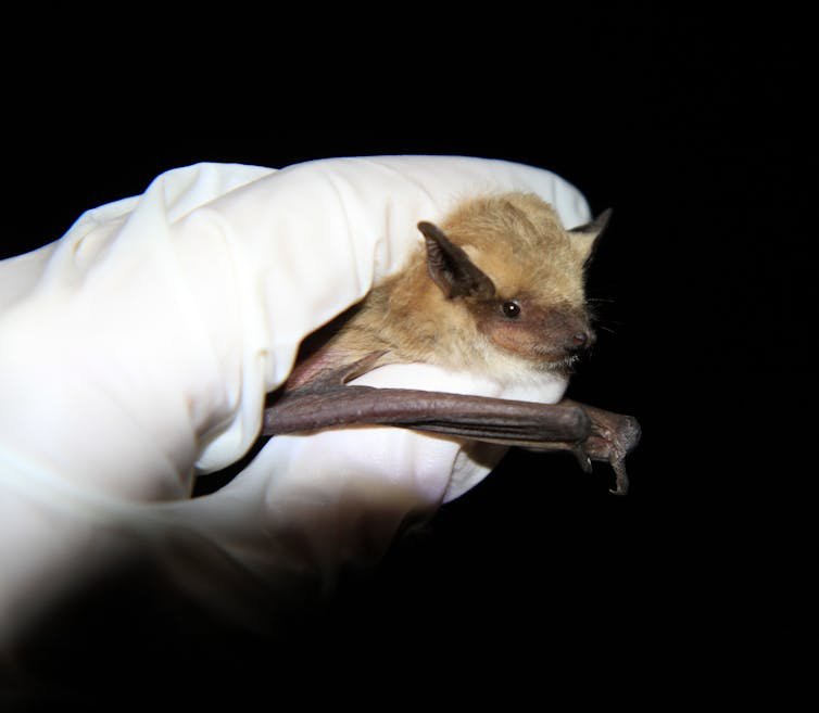 Gloved hand holding bat