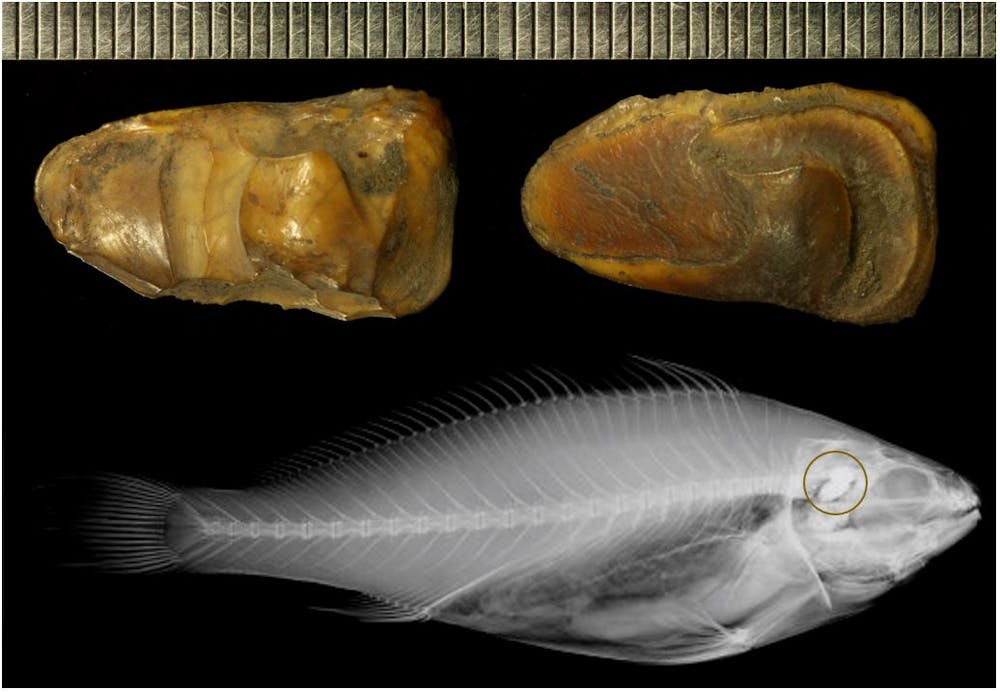 How We Re Using Fish Ear Bones As Time Capsules Of Past River