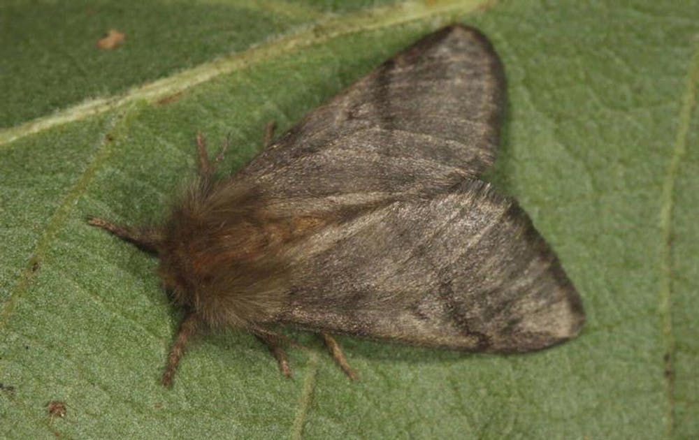Processionary Moth Processionary Moth