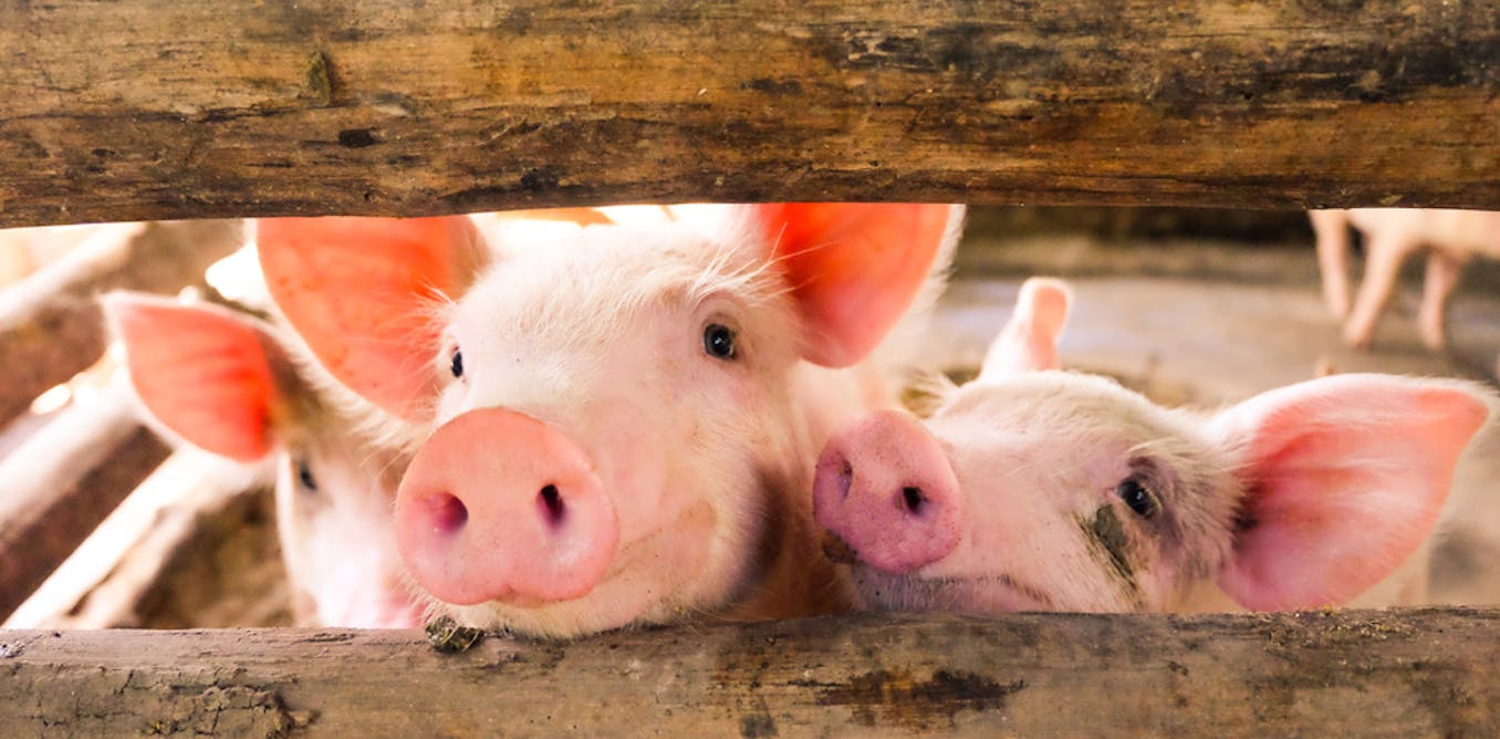 pigs human disembodied living mind