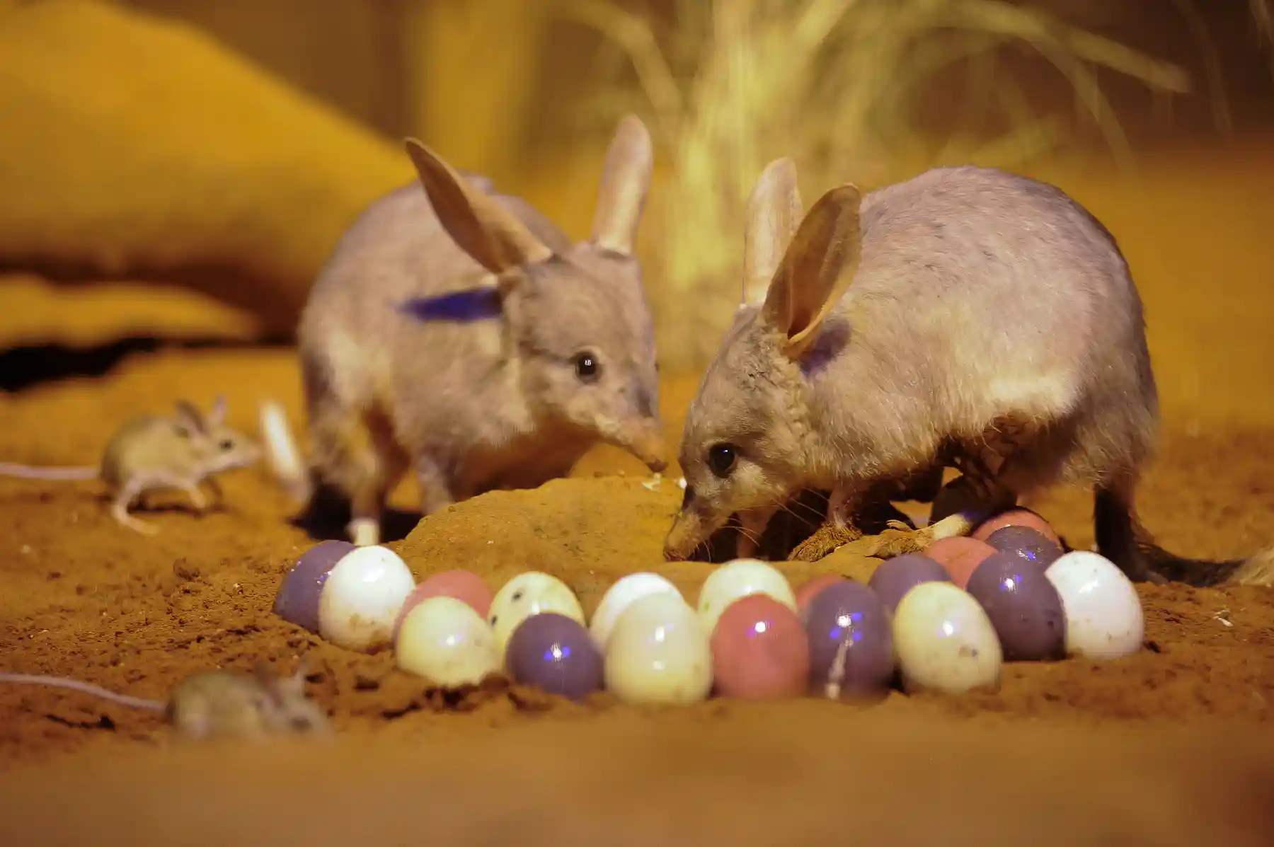 Bilby Vs Rabbit Bunnies or bilbies? Why animals define Easter