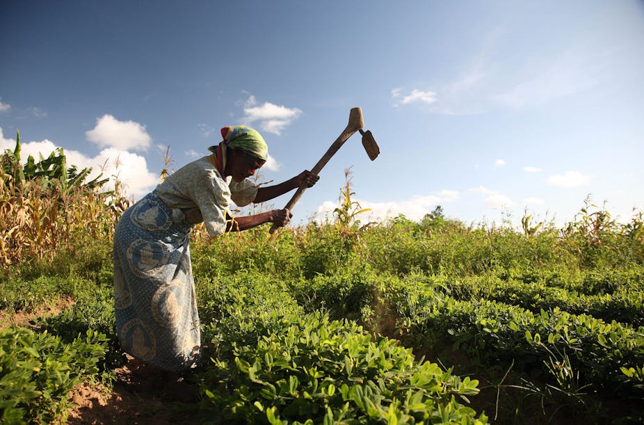 Global Agricultural Productivity Not Growing As Fast As Food Demand: Report