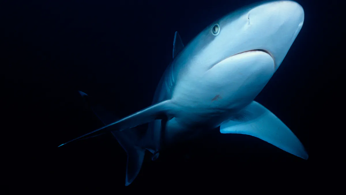 hidden sharks how we found a new way