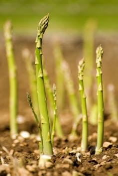 That distinctive springtime smell: Asparagus pee